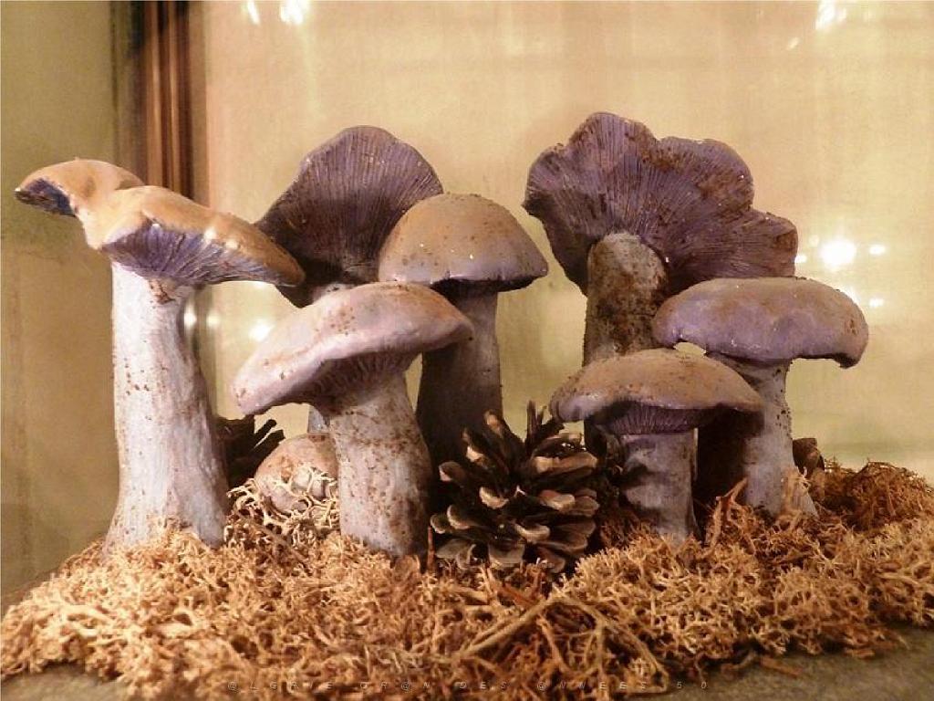 149 MUSEE DU CHAMPIGNON A  SAUMUR 2016 2_000014.jpg